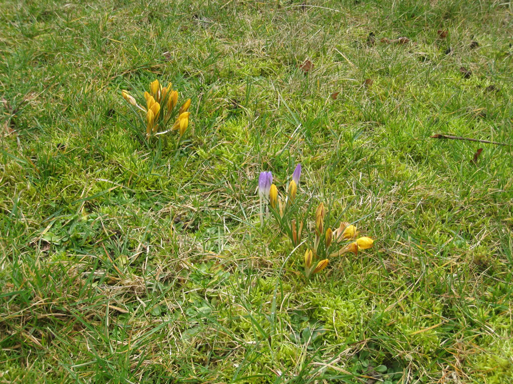 Frühblüher im Garten