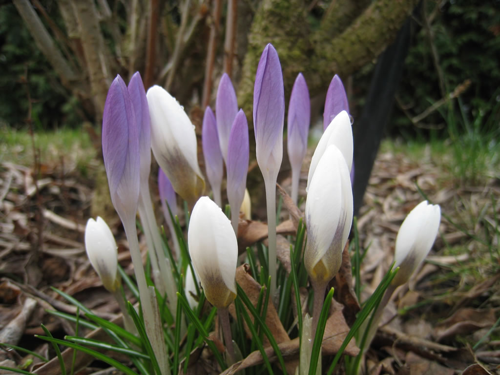 Frühblüher im Garten