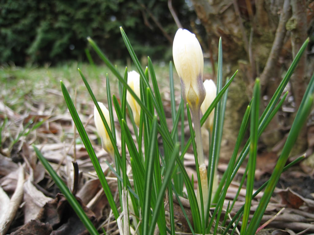 Frühblüher im Garten