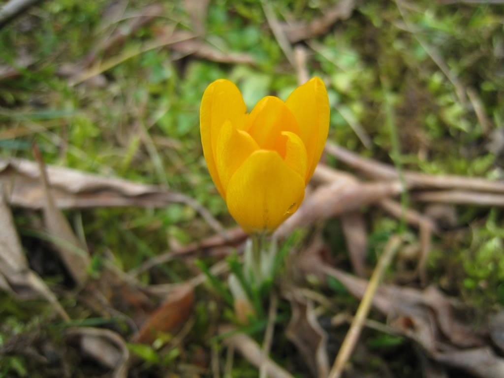 Frühblüher im Garten